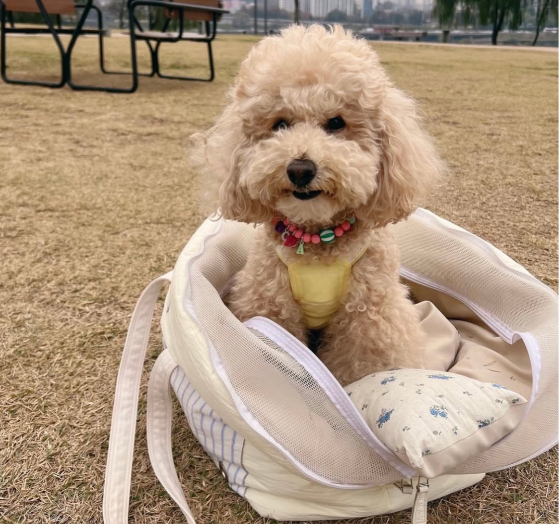 PUPPY COLLARS